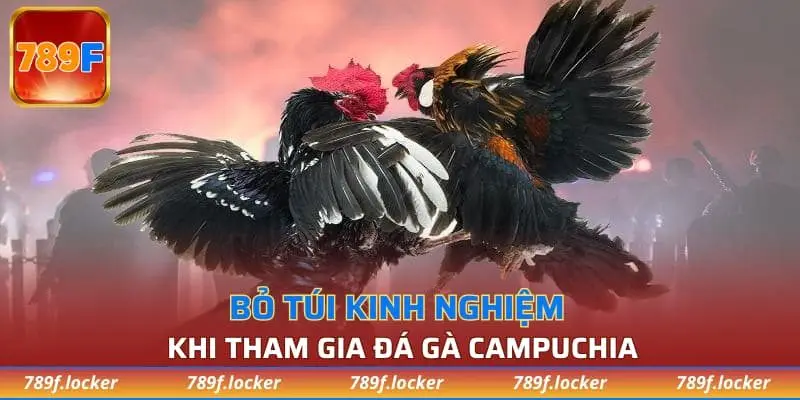 Bỏ túi kinh nghiệm khi tham gia đá gà Campuchia