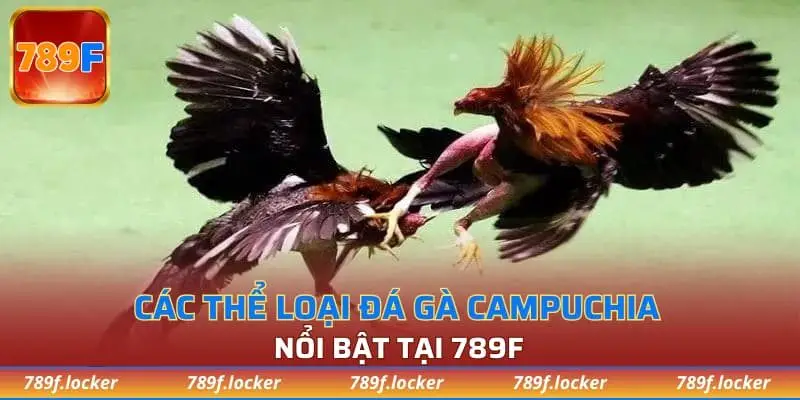 Các thể loại đá gà Campuchia nổi bật tại 789F