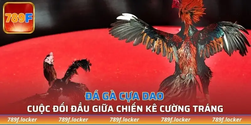 đá gà cựa dao