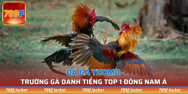đá gà Thomo