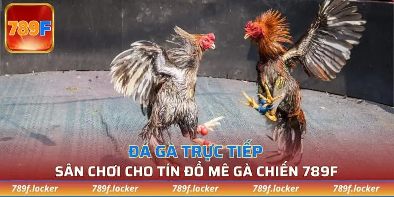 đá gà trực tiếp