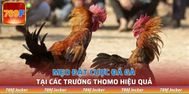 Mẹo đặt cược đá gà tại các trường Thomo hiệu quả