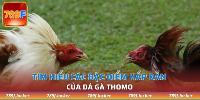 Tìm hiểu các đặc điểm hấp dẫn của đá gà Thomo