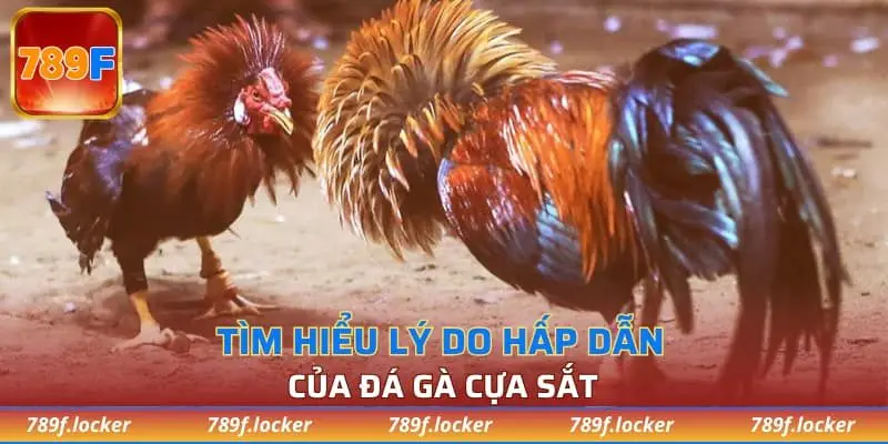 Tìm hiểu lý do hấp dẫn của đá gà cựa sắt