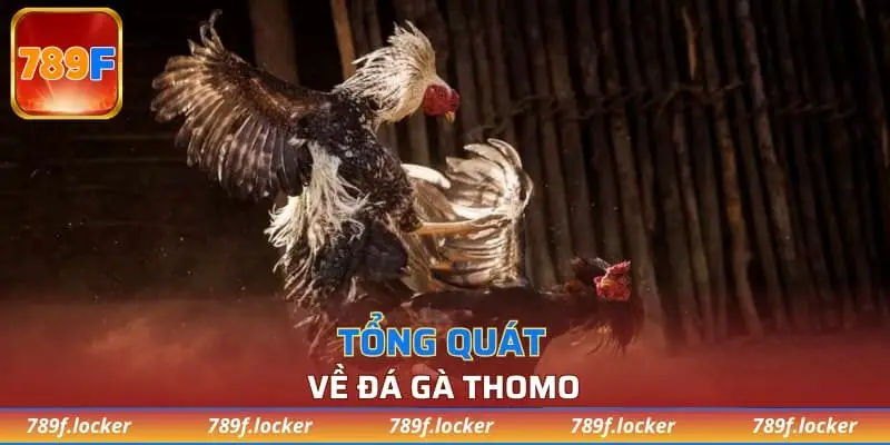 Tổng quát về đá gà Thomo