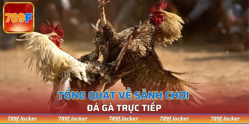 Tổng quát về sảnh chơi đá gà trực tiếp